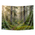 Evergreen Forest Tapestry – Serene Woodland Nature Wall Hanging, Sunlit Pine Trees & Mossy Path Decor for Bedroom, Dorm & Living Room